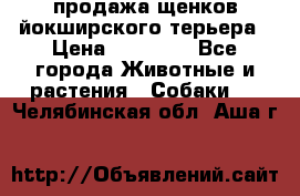 продажа щенков йокширского терьера › Цена ­ 25 000 - Все города Животные и растения » Собаки   . Челябинская обл.,Аша г.